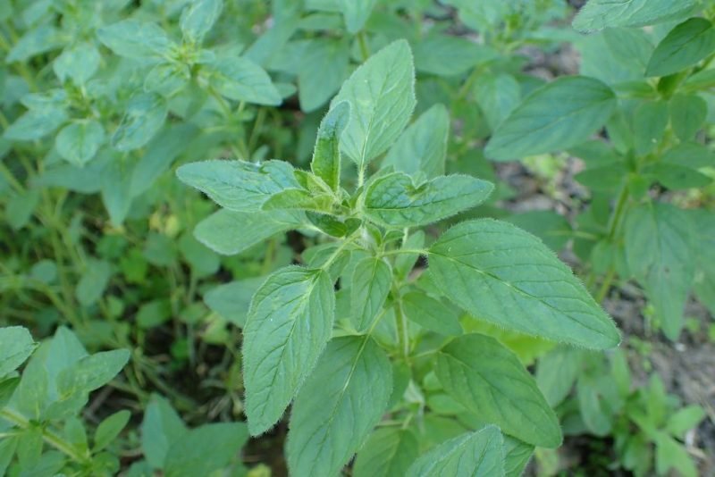 Smooth oregano (Origanum laevigatum)