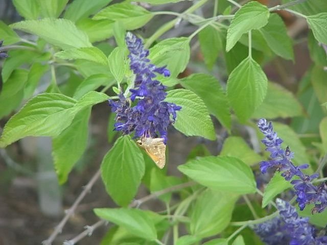 How to plant Smooth oregano (Origanum laevigatum)_1