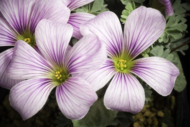 Sorrel 'Rosea' (Oxalis enneaphylla 'Rosea')