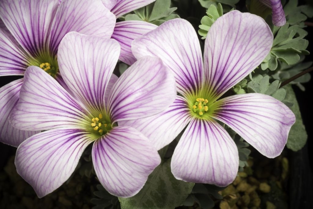 Sorrel 'Rosea' (Oxalis enneaphylla 'Rosea')