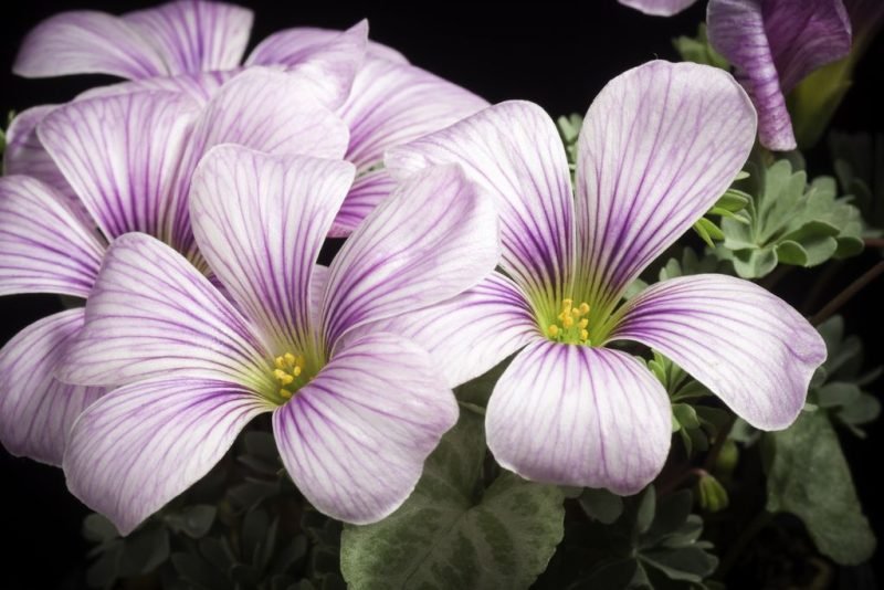Where to plant Sorrel 'Rosea' (Oxalis enneaphylla 'Rosea')_2