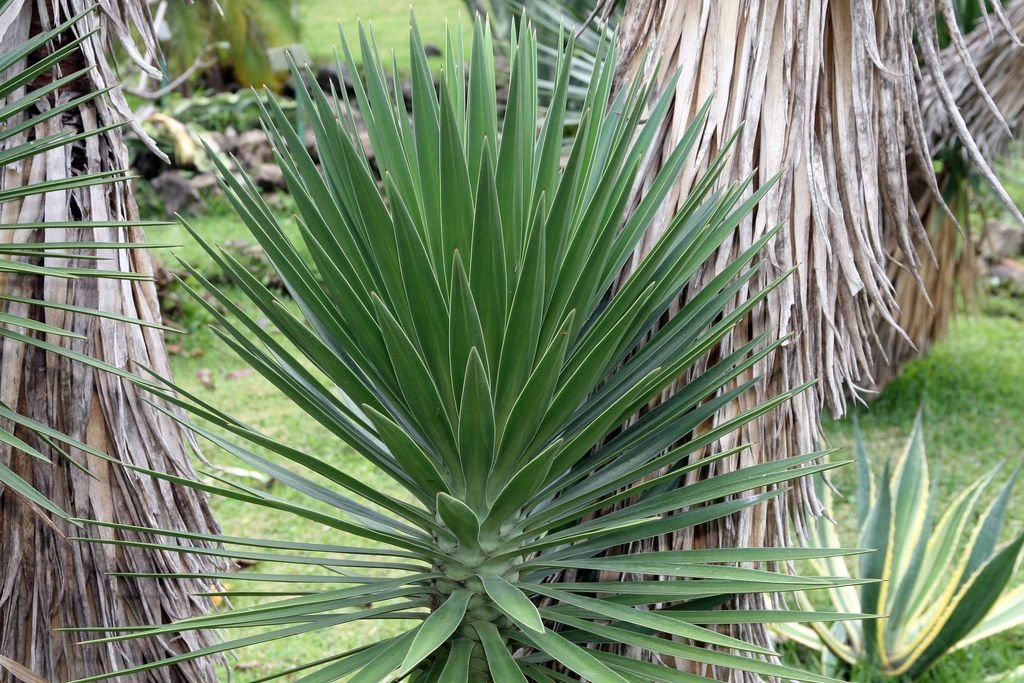 Spanish bayonet (Yucca aloifolia)