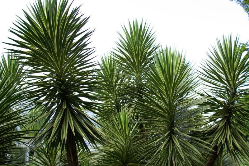 How to plant Spanish bayonet (Yucca aloifolia)_1