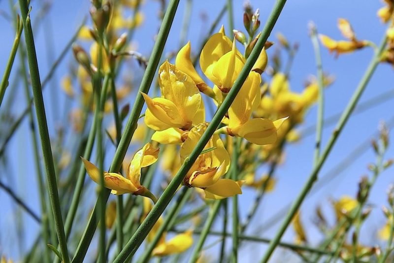 Spanish broom (Spartium junceum)