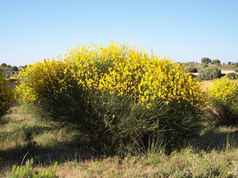 How to plant Spanish broom (Spartium junceum)_1