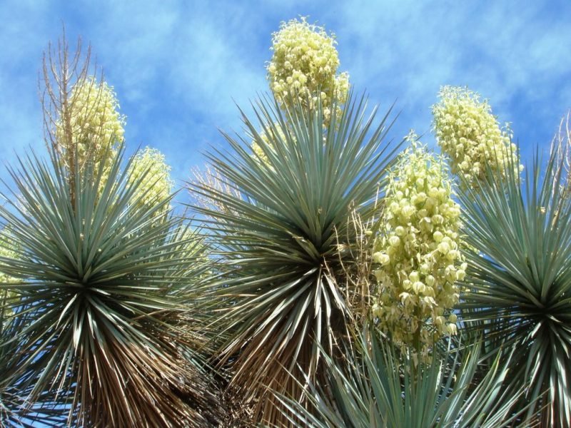 Spanish dagger (Yucca gloriosa)