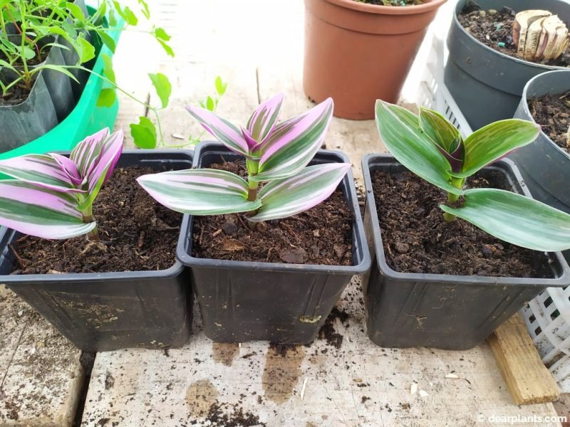 Spiderwort cuttings ready to grow in individual pots - www.dearplants.com