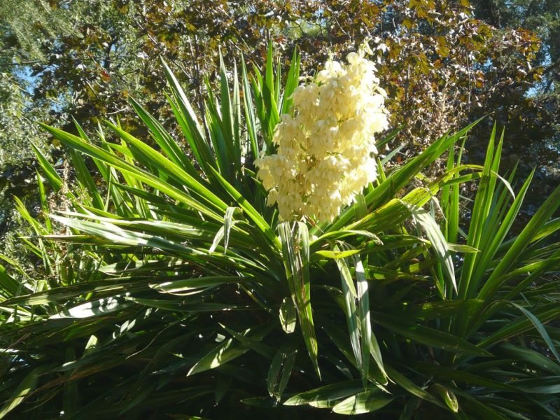 Spineless yucca (Yucca elephantipes)