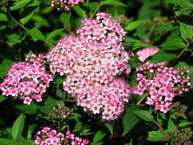 Spiraea japonica 'Bumalda' (Spiraea japonica 'Bumalda')