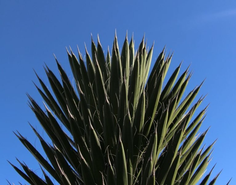 St. Peter's palm (Yucca filifera)