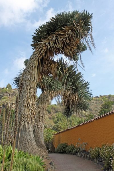 How to plant St. Peter's palm (Yucca filifera)_1