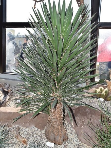 Where to plant St. Peter's palm (Yucca filifera)_2