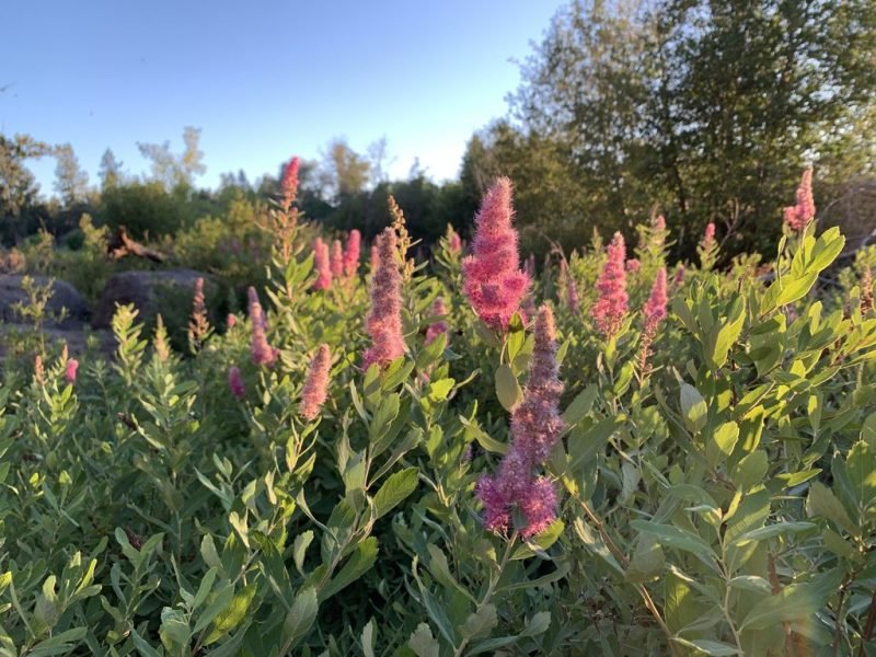 Steeple bush (Spiraea douglasii)