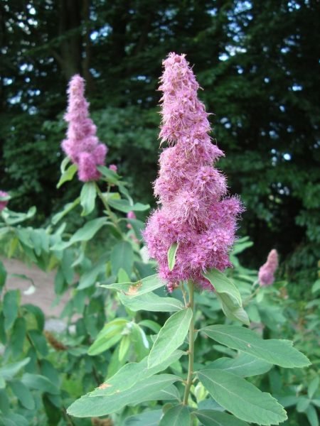 How to plant Steeple bush (Spiraea douglasii)_1