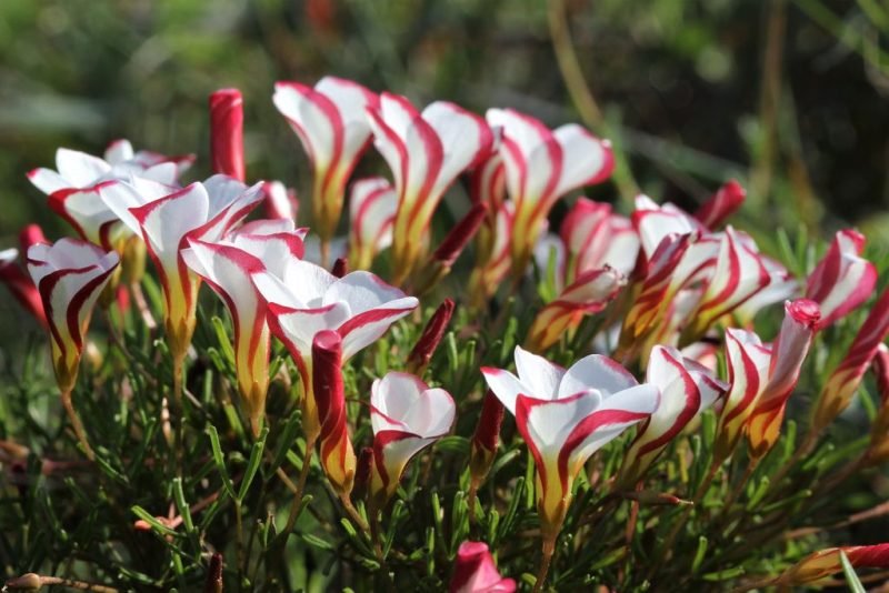 Striped-flowered wood sorrel (Oxalis versicolor)