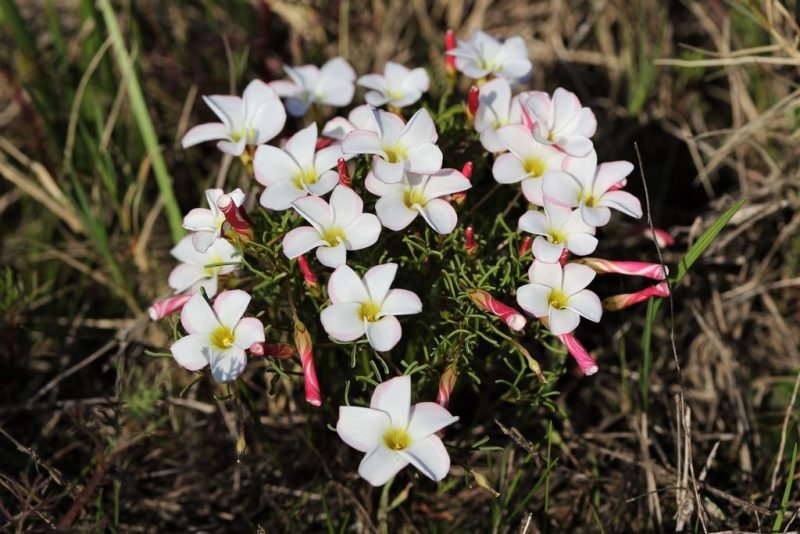 How to plant Striped-flowered wood sorrel (Oxalis versicolor)_1