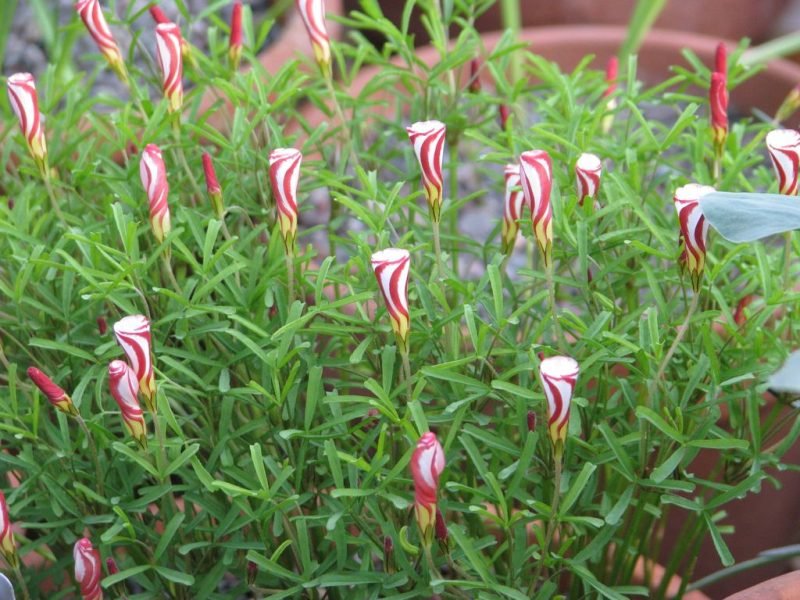 Where to plant Striped-flowered wood sorrel (Oxalis versicolor)_2
