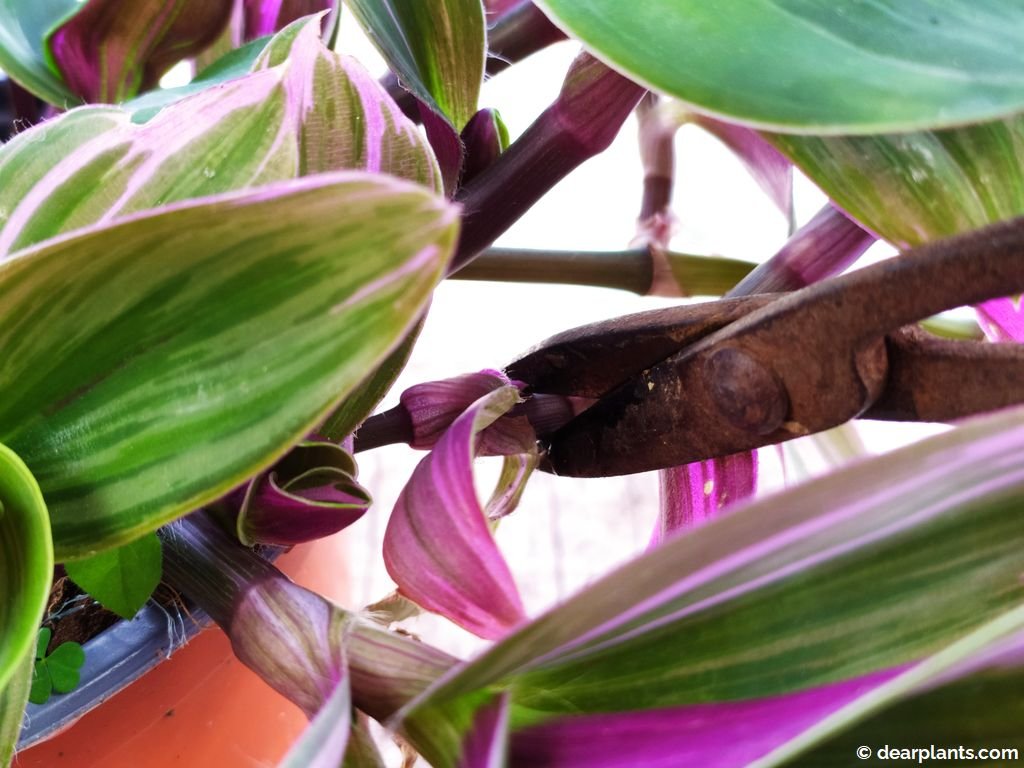 How to Propagate Tradescantia in water Spiderwort Cuttings