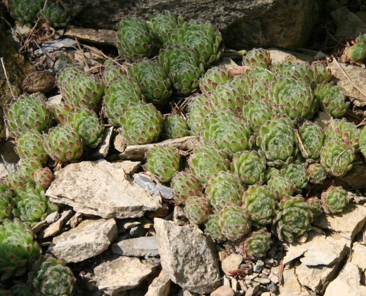Teneriffe houseleek (Sempervivum ciliosum)