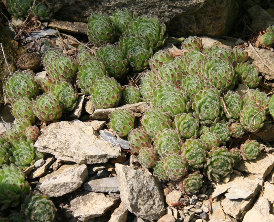 Teneriffe houseleek (Sempervivum ciliosum)