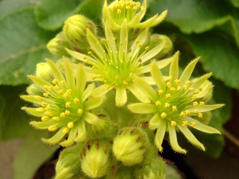 How to plant Teneriffe houseleek (Sempervivum ciliosum)_1