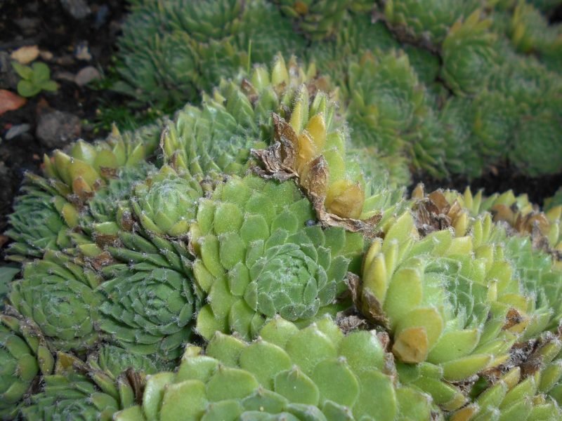 Where to plant Teneriffe houseleek (Sempervivum ciliosum)_2