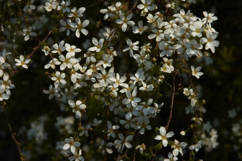 Thunberg spiraea (Spiraea thunbergii)