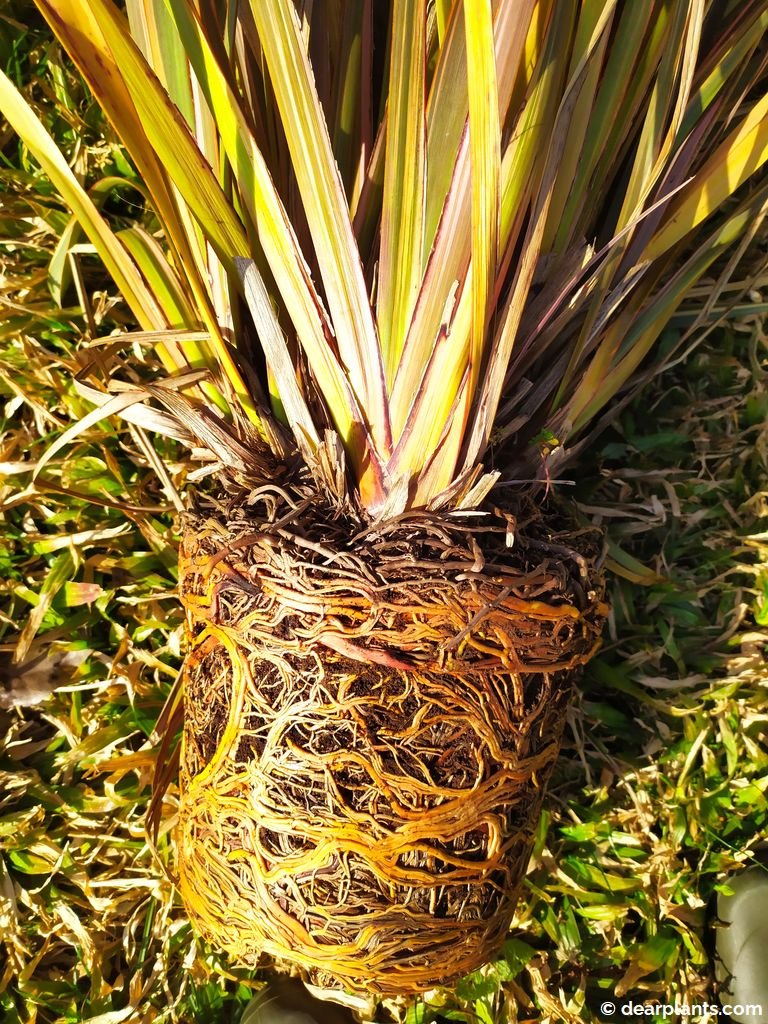 How to divide Phormium (New Zealand flax) Dear Plants