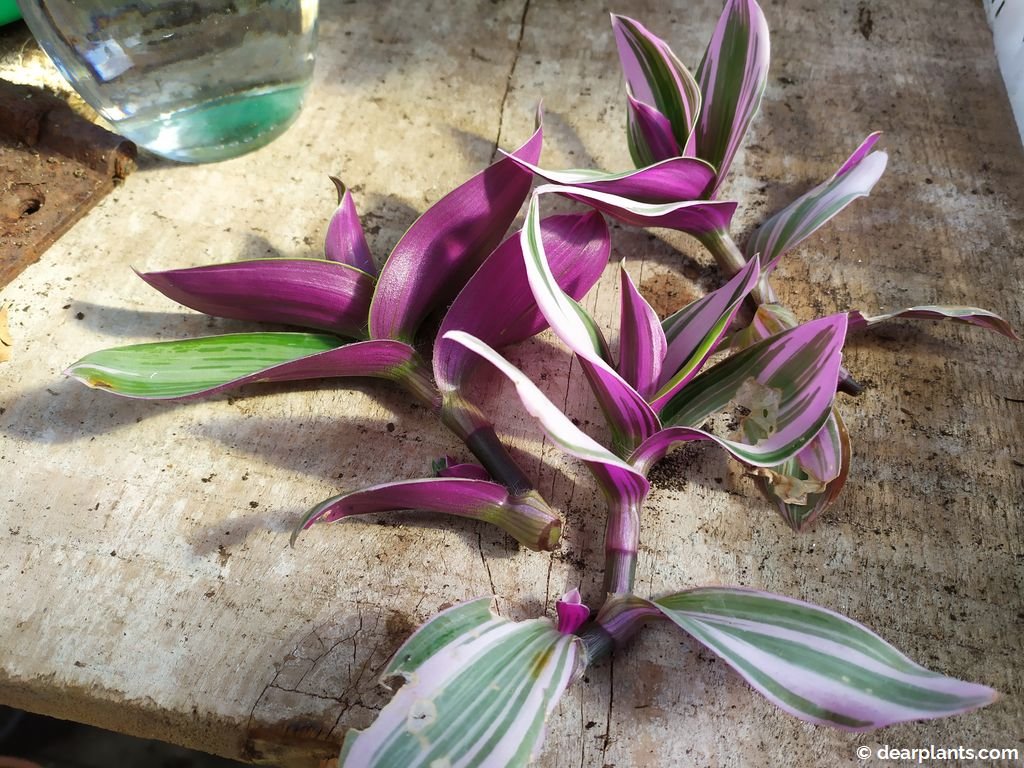 How to Propagate Tradescantia in water Spiderwort Cuttings
