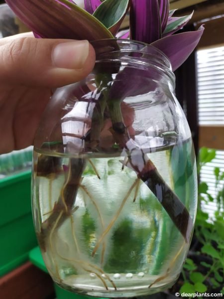 Tradescantia cuttings rooted in water - www.dearplants.com