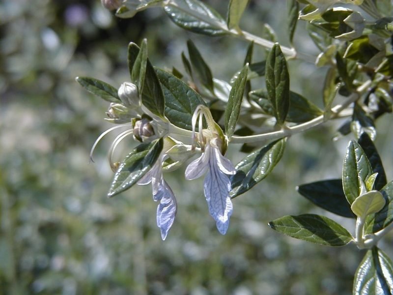 Tree germander (Teucrium fruticans)