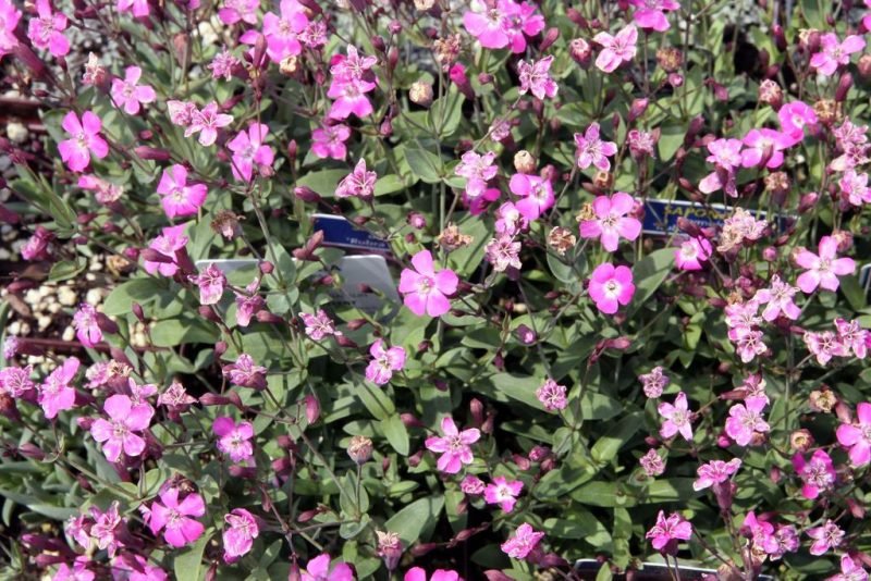 Tumbling Ted 'Rubra Compacta' (Saponaria ocymoides 'Rubra Compacta')