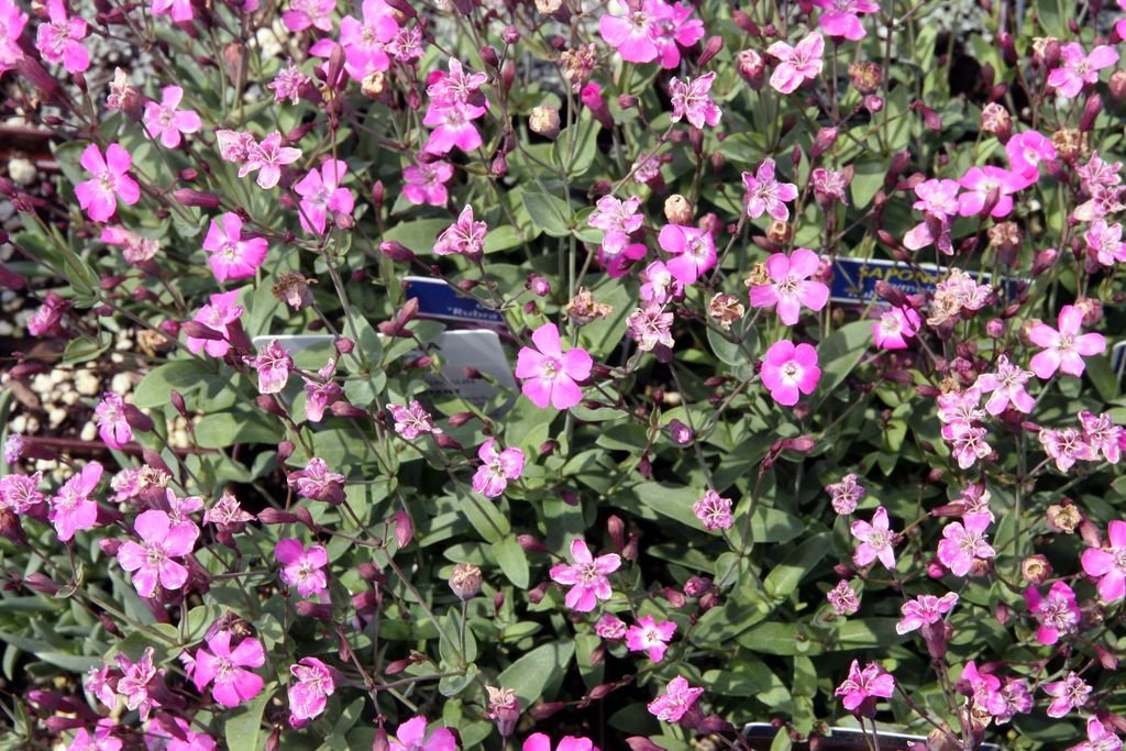 Tumbling Ted 'Rubra Compacta' (Saponaria ocymoides 'Rubra Compacta')