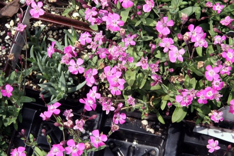 How to plant Tumbling Ted 'Rubra Compacta' (Saponaria ocymoides 'Rubra Compacta')_1