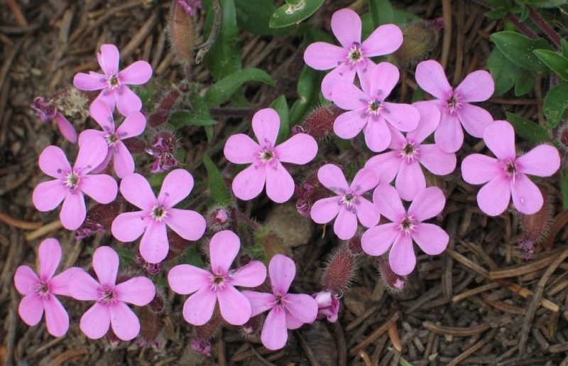 Tumbling Ted (Saponaria ocymoides)