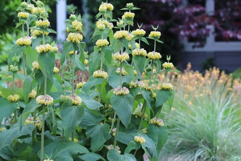 Turkish sage (Phlomis russeliana)