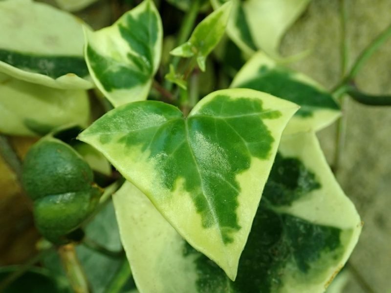 Variegated Natal ivy (Senecio macroglossus 'Variegatus')