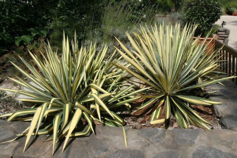How to plant Variegated needle palm 'Color Guard' (Yucca filamentosa 'Color Guard')_1