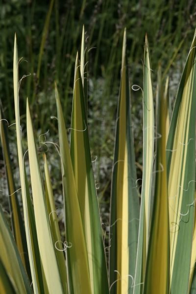 Where to plant Variegated needle palm 'Color Guard' (Yucca filamentosa 'Color Guard')_2