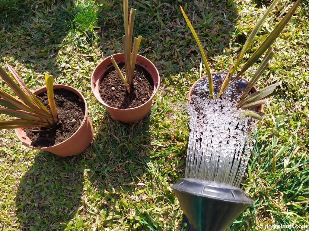 How to divide Phormium (New Zealand flax) Page 2 of 2 Dear Plants