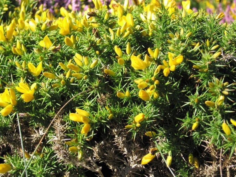 Western gorse (Ulex gallii)
