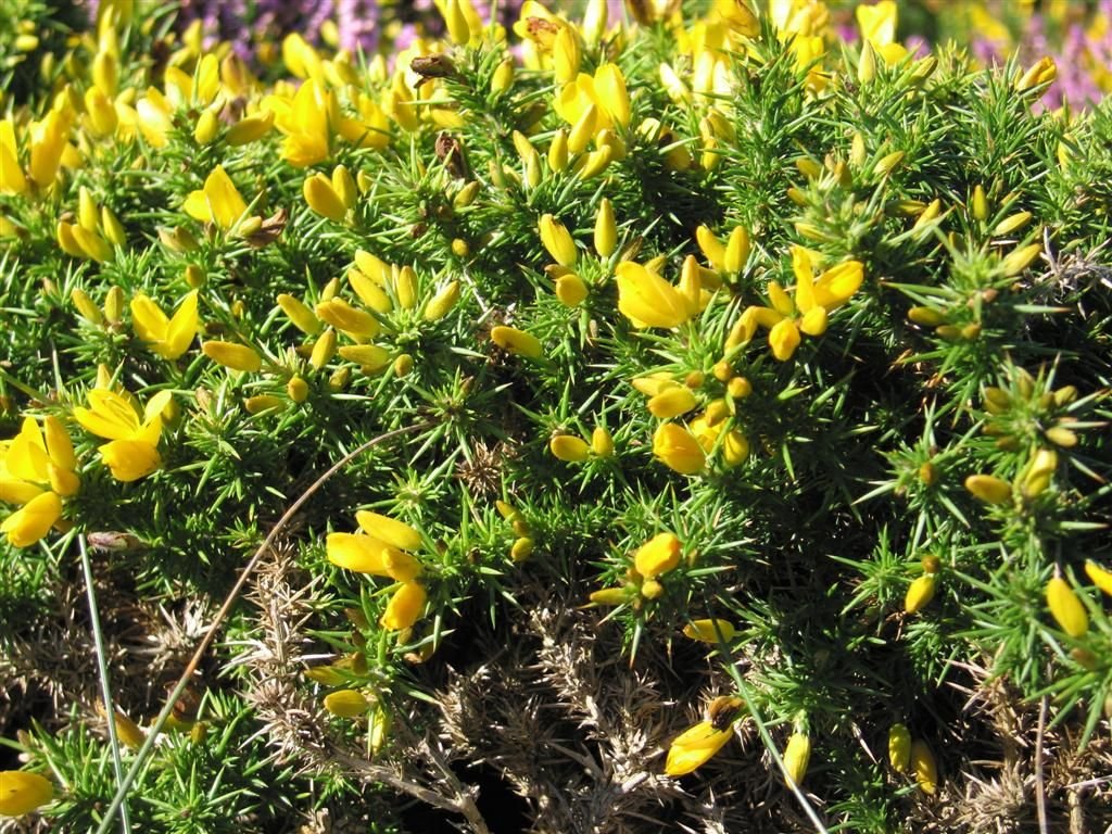 Western gorse (Ulex gallii)