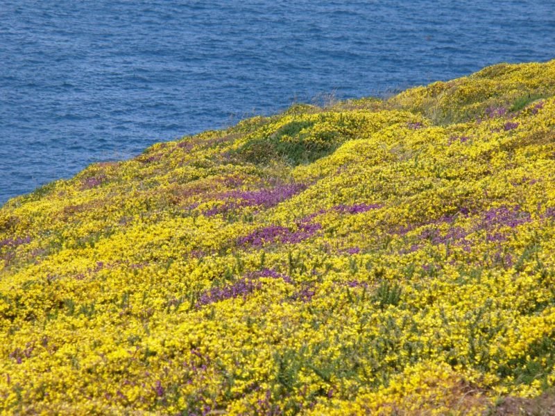 How to plant Western gorse (Ulex gallii)_1