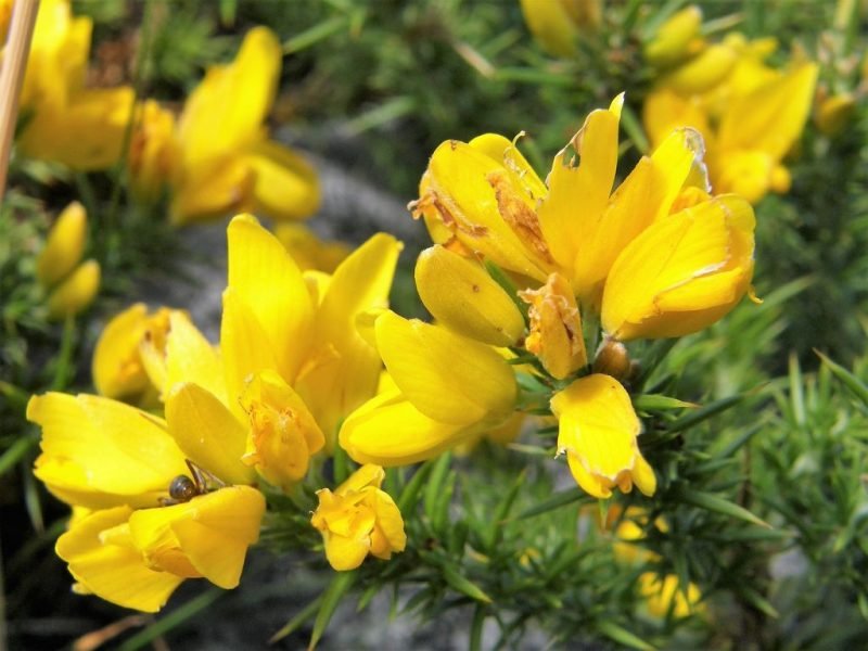 Where to plant Western gorse (Ulex gallii)_2