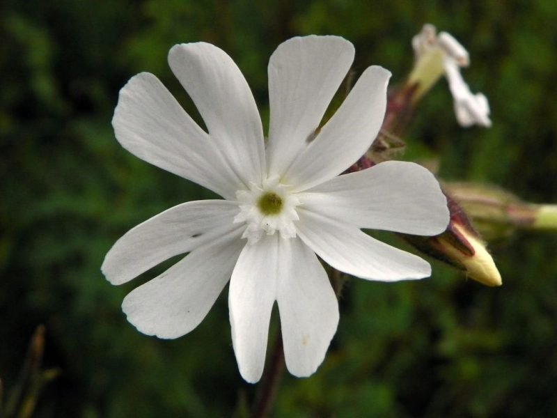 White campion (Silene latifolia)