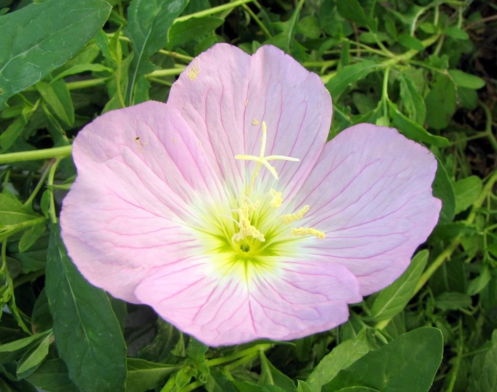 White evening primrose (Oenothera speciosa)