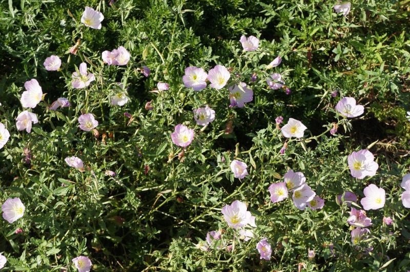 How to plant White evening primrose (Oenothera speciosa)_1