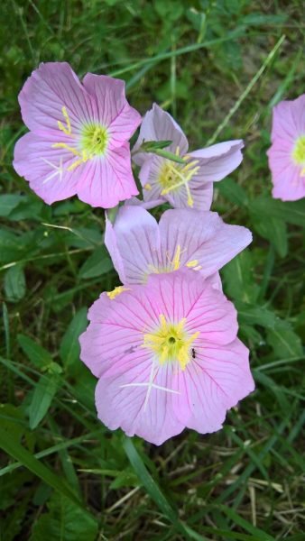 Where to plant White evening primrose (Oenothera speciosa)_2