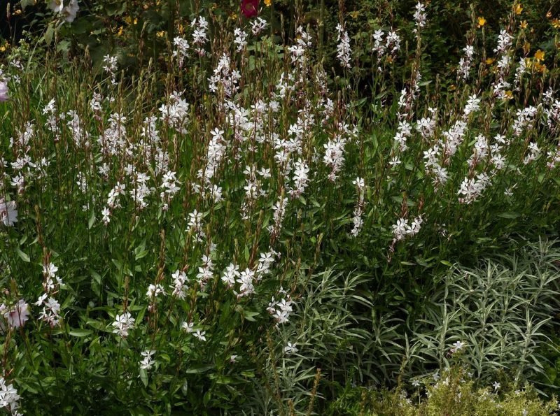 White gaura (Oenothera lindheimeri)