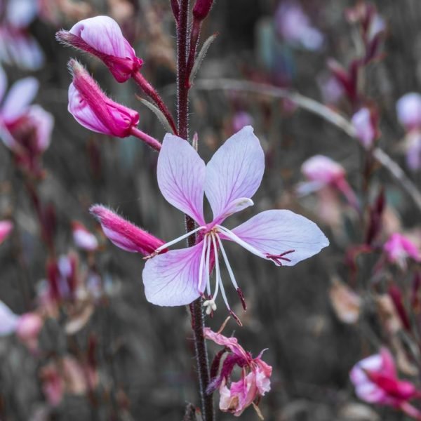How to plant White gaura (Oenothera lindheimeri)_1